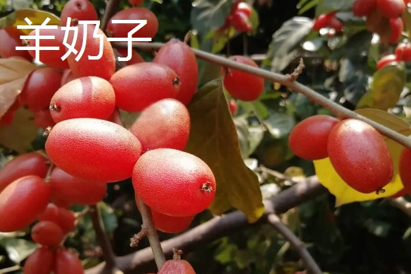 农村种植什么作物不愁销路,可以种植野菜、有机蔬菜等