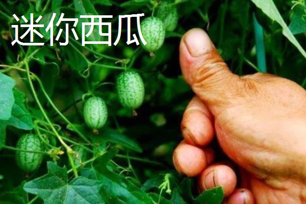 农村种植什么作物不愁销路,可以种植野菜、有机蔬菜等