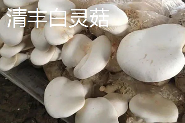 河南省清丰县的特产，有白灵菇、草帽辫等