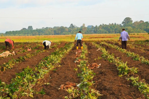 农村种植什么作物不愁销路,可以种植野菜、有机蔬菜等