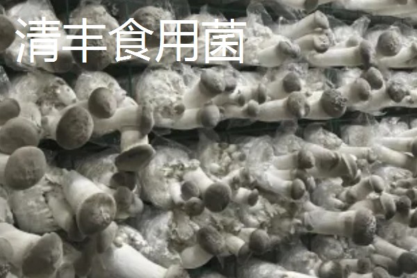 河南省清丰县的特产，有白灵菇、草帽辫等