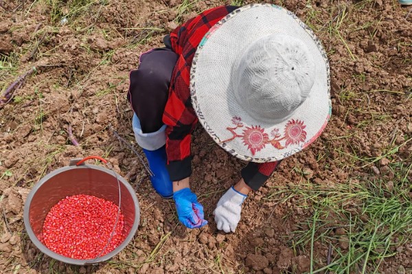 玉米什么时候成熟,秋玉米的熟期多为10月份
