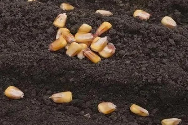 玉米什么时候成熟,秋玉米的熟期多为10月份