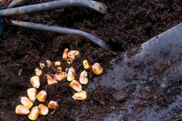 玉米什么时候成熟,秋玉米的熟期多为10月份