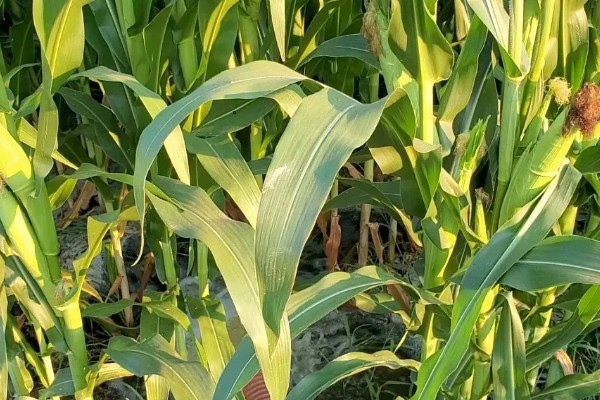 玉米什么时候成熟,秋玉米的熟期多为10月份