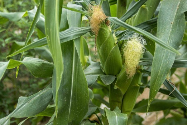 玉米什么时候成熟,秋玉米的熟期多为10月份