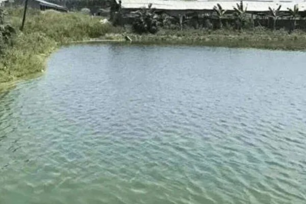 如何养殖螃蟹，当淤泥过深时要进行清淤