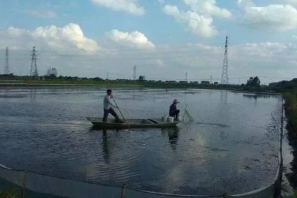 如何养殖螃蟹，当淤泥过深时要进行清淤