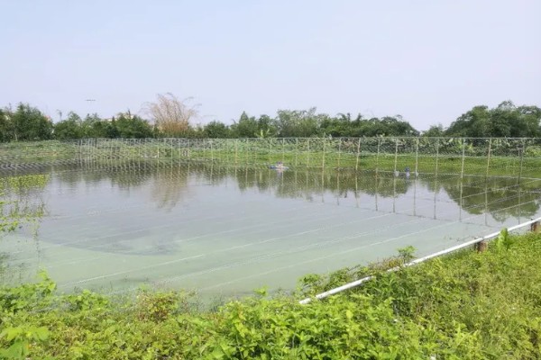 如何养殖螃蟹，当淤泥过深时要进行清淤