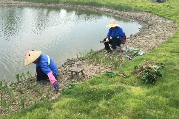 如何养殖螃蟹，当淤泥过深时要进行清淤