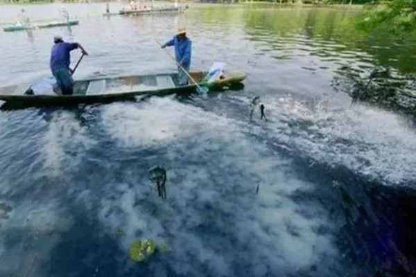 如何养殖螃蟹，当淤泥过深时要进行清淤