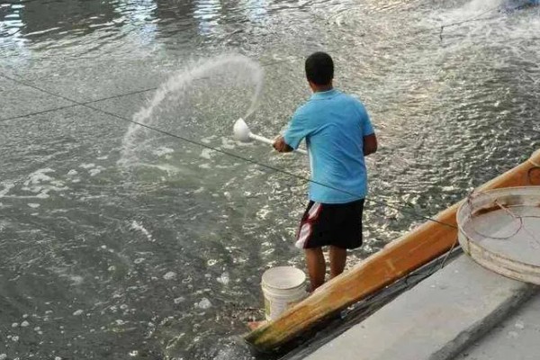 如何养殖螃蟹，当淤泥过深时要进行清淤