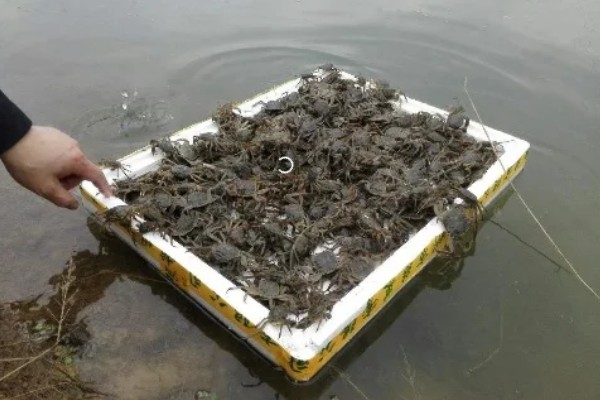 如何养殖螃蟹，当淤泥过深时要进行清淤