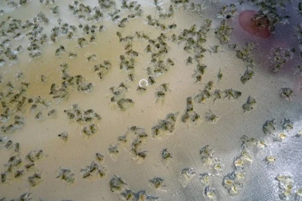 如何养殖螃蟹，当淤泥过深时要进行清淤