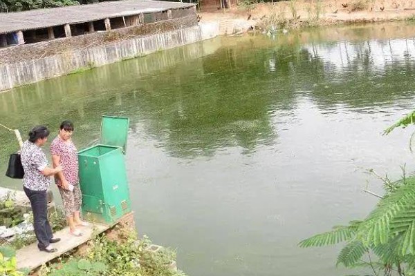 如何养殖螃蟹，当淤泥过深时要进行清淤