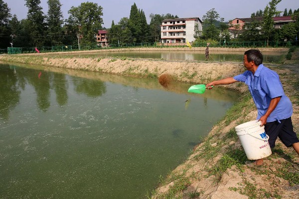 如何养殖螃蟹，当淤泥过深时要进行清淤