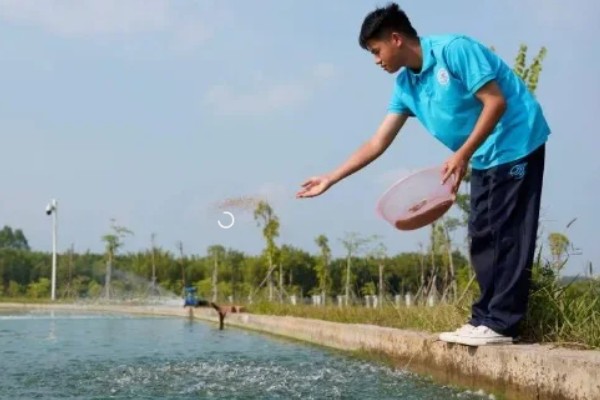 如何养殖螃蟹，当淤泥过深时要进行清淤