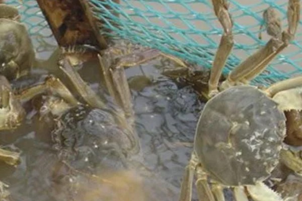 如何养殖螃蟹，当淤泥过深时要进行清淤