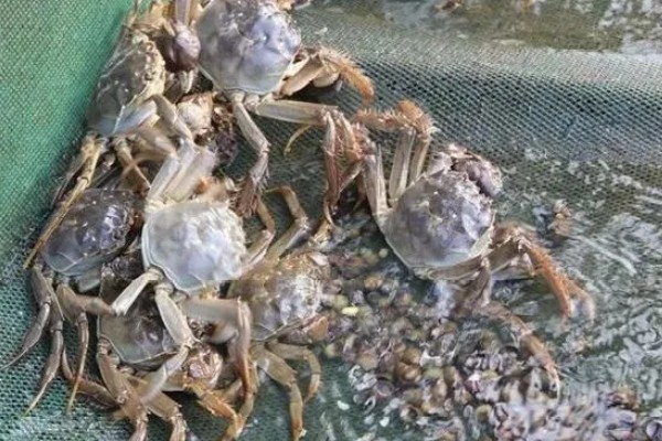 如何养殖螃蟹，当淤泥过深时要进行清淤