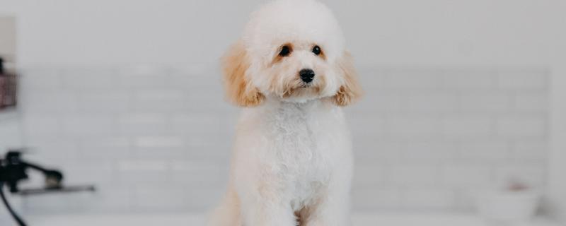 贵宾与泰迪的区别，泰迪是贵宾犬的一种美容方式