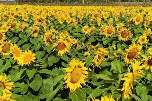 不怕盐碱地的作物有哪些，包括向日葵、枸杞等品种