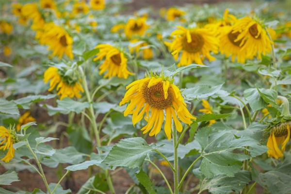 不怕盐碱地的作物有哪些，包括向日葵、枸杞等品种