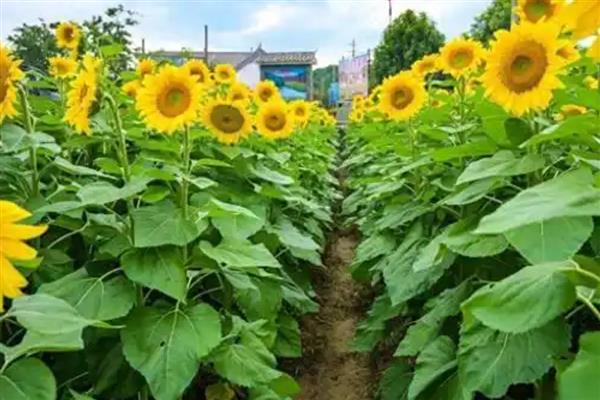 不怕盐碱地的作物有哪些，包括向日葵、枸杞等品种