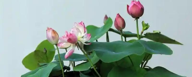 夏至适合送什么花，推荐荷花、桔梗等