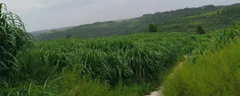 金牧粮草的简介，高品质、高产量、高效益
