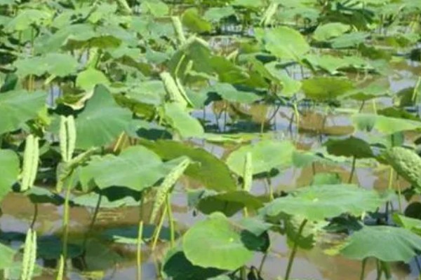 浅水藕鄂莲四号的种植要点，要选择肥沃的粘壤土田块