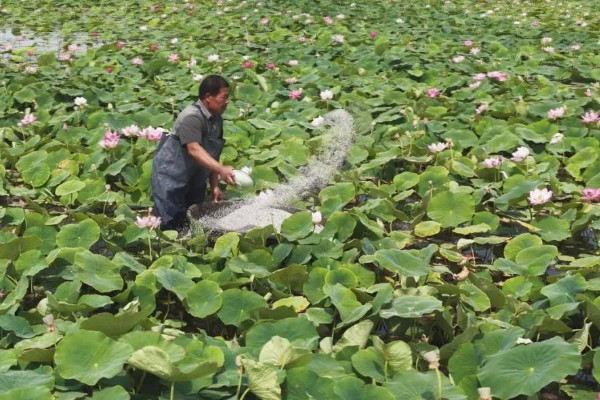 浅水藕鄂莲四号的种植要点，要选择肥沃的粘壤土田块