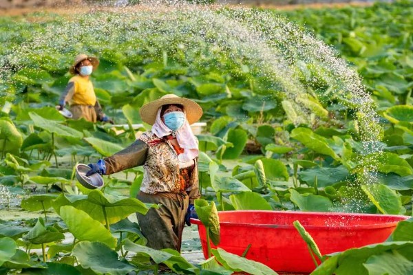 浅水藕鄂莲四号的种植要点，要选择肥沃的粘壤土田块