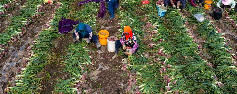 洋葱的种植方式，播种后覆膜保温