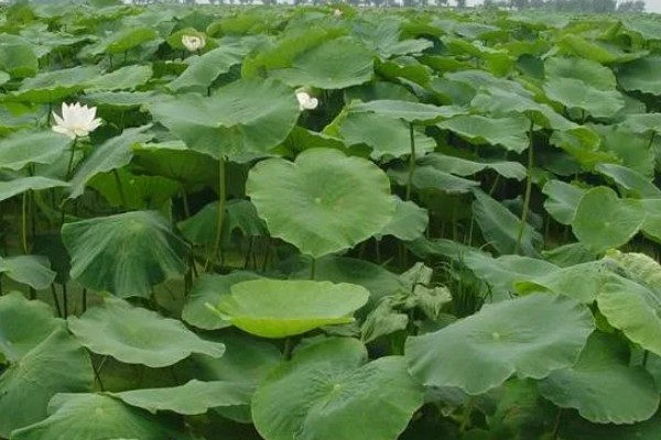 浅水藕鄂莲四号的种植要点，要选择肥沃的粘壤土田块