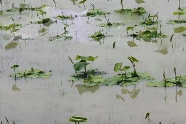 浅水藕鄂莲四号的种植要点，要选择肥沃的粘壤土田块