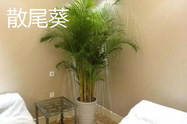 最旺宅的客厅植物,有散尾葵、发财树等