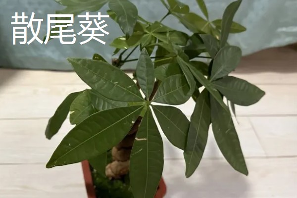 最旺宅的客厅植物,有散尾葵、发财树等