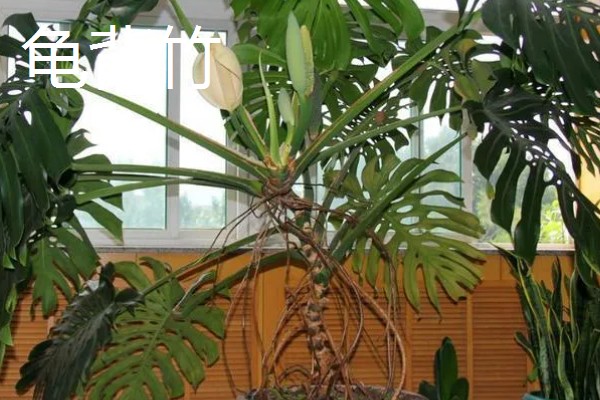 最旺宅的客厅植物,有散尾葵、发财树等