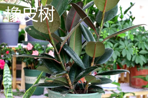 最旺宅的客厅植物,有散尾葵、发财树等