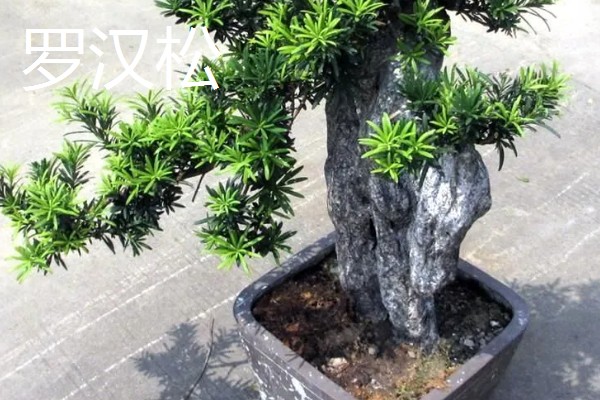最旺宅的客厅植物,有散尾葵、发财树等