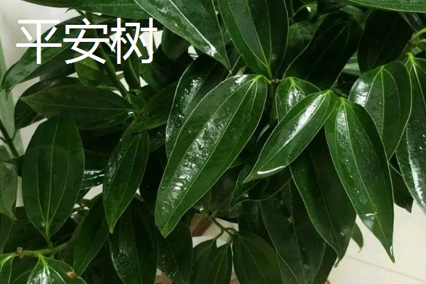 最旺宅的客厅植物,有散尾葵、发财树等