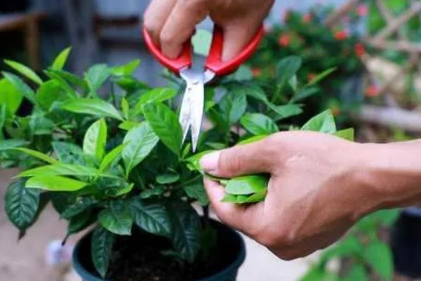 最旺宅的客厅植物,有散尾葵、发财树等