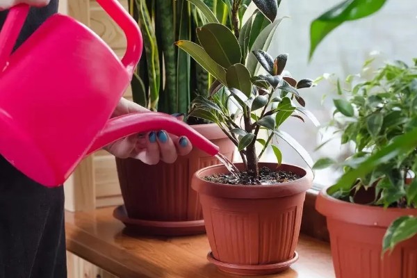 最旺宅的客厅植物,有散尾葵、发财树等