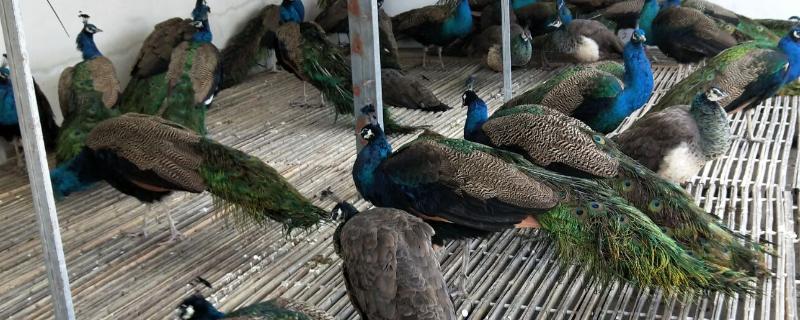 养殖孔雀要办理哪些手续，要办理野生动物训养繁殖许可证