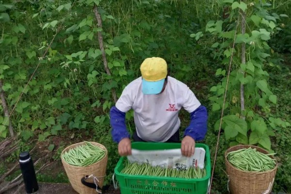 四季豆的采摘方法，用食指和中指拿捏最上部再轻摘下来