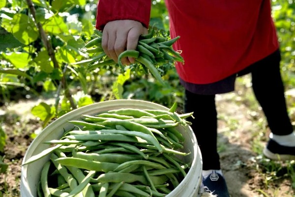 四季豆的采摘方法，用食指和中指拿捏最上部再轻摘下来