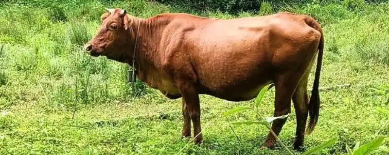 放养哪种牛合适，推荐本地土黄牛、西门塔尔肉牛