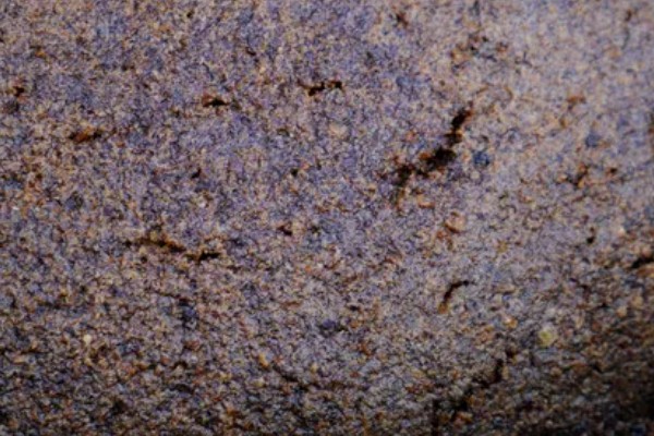 发酵的饼肥生蛆了如何解决，暴晒数小时可以晒死蛆虫