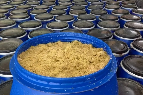 发酵的饼肥生蛆了如何解决，暴晒数小时可以晒死蛆虫