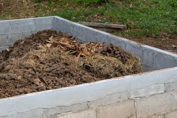 发酵的饼肥生蛆了如何解决，暴晒数小时可以晒死蛆虫